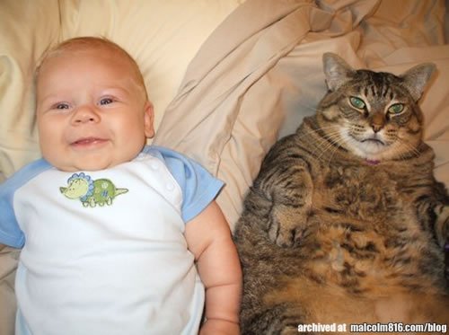 http://svalko.org/data/2011_01_25_15_44_malcolm816_com_blog_wp_content_gallery_cats_fat_cat_and_baby.jpg