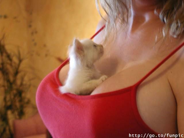 http://dima-vmg.pisem.net/adult/breast_cat.jpg