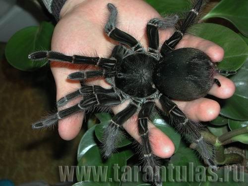 http://www.tarantulas.ru/photo/Theraphosa_blondi_5_foto.jpg