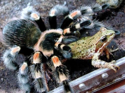 http://www.tarantulas.ru/soderganie/Korm_tar_foto3.jpg