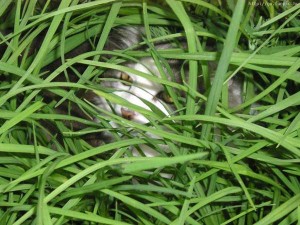http://www.ljplus.ru/img2/l/a/laverda/238_Cat_in_grass.jpg