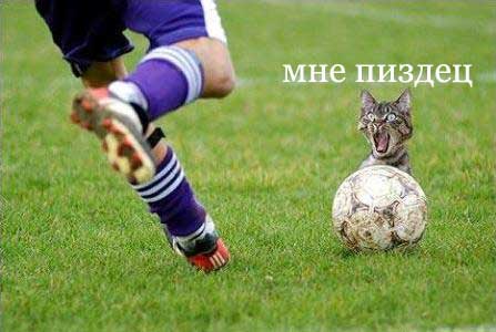 http://lol.kuz.ru/contentfiles/2005/08/26/cat_footbol.jpg