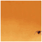 http://www.coolest-gadgets.com/wp-images/spidermovie.gif