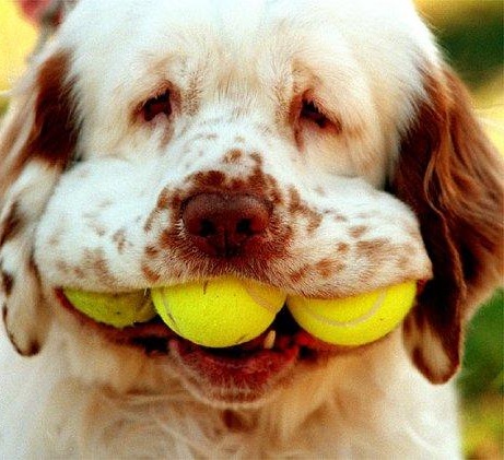 http://slivki.tritiumnet.org/Pictures/tennis_dog.jpg