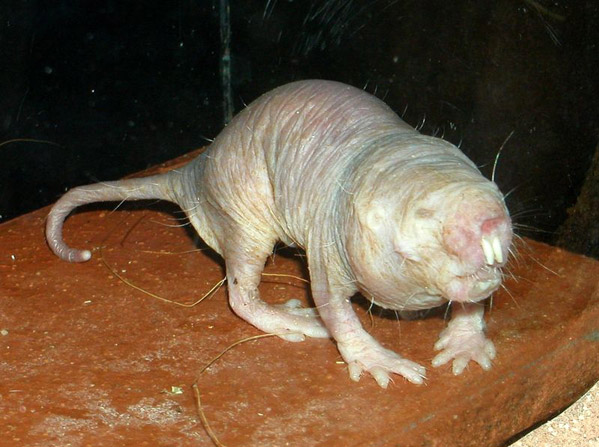 http://www.funnypostcard.com/photos/naked_mole_rat.jpg