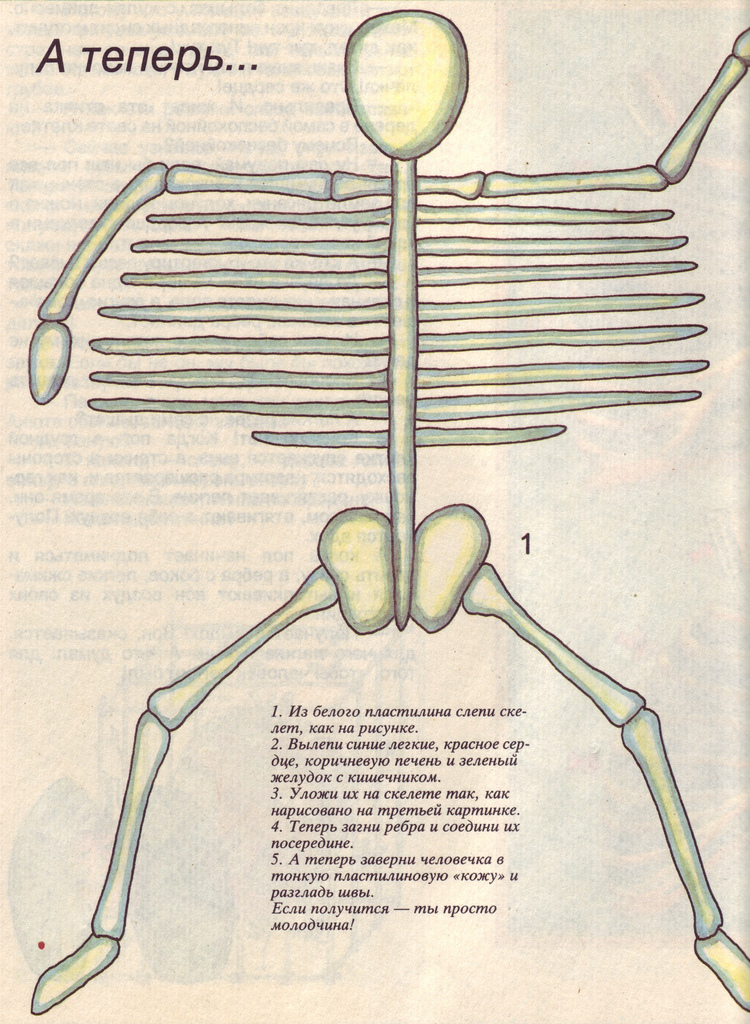 Скелет из пластилина