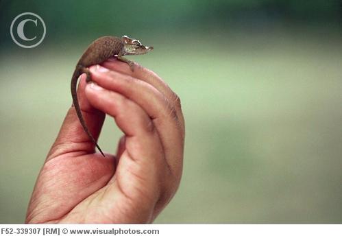 http://www.visualphotos.com/photo/1x5042552/dwarf_chameleon_madagascar_f52-339307.jpg