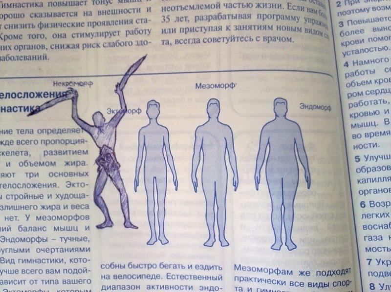 Тип телосложения эктоморф мезоморф