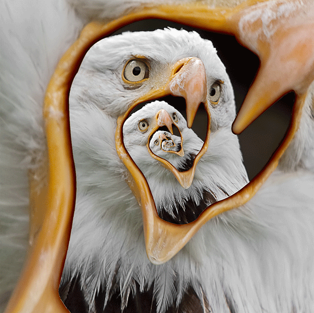 http://pixzii.com/wp-content/uploads/2009/12/droste-effect-photography-eagle.png