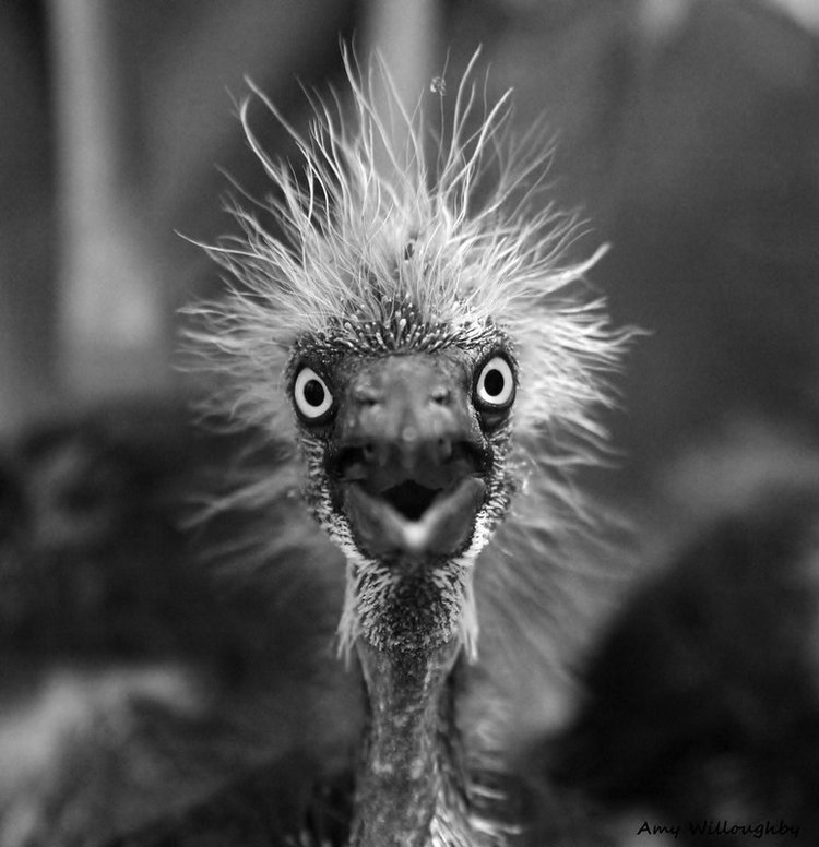 http://pics.livejournal.com/ostrich_ostrich/pic/000xzedw.jpg