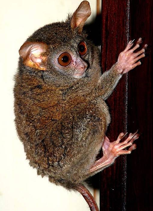 http://img100.imageshack.us/img100/7497/tarsius12be9.jpg