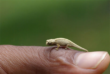 http://weburbanist.com/wp-content/uploads/2009/05/worlds-smallest-chameleon.jpg