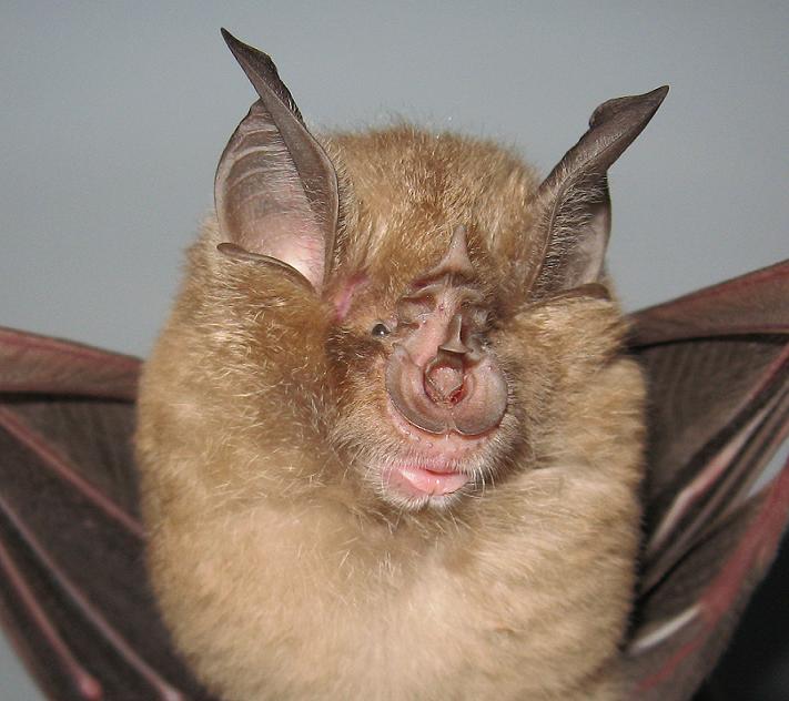 http://www.bio.bris.ac.uk/research/bats/China%20bats/images/zjs-06-R.ferrumequinum.jpg