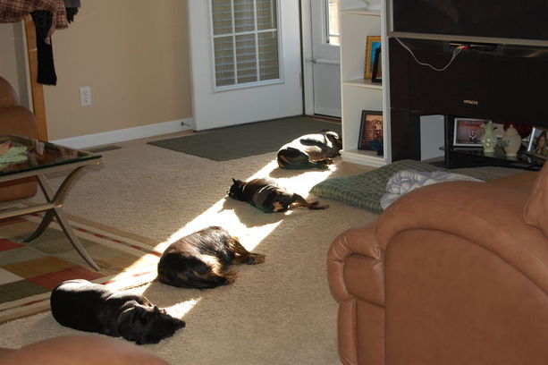 http://antranik.org/wp-content/uploads/2011/08/dogs-laying-lying-in-the-sun.jpg