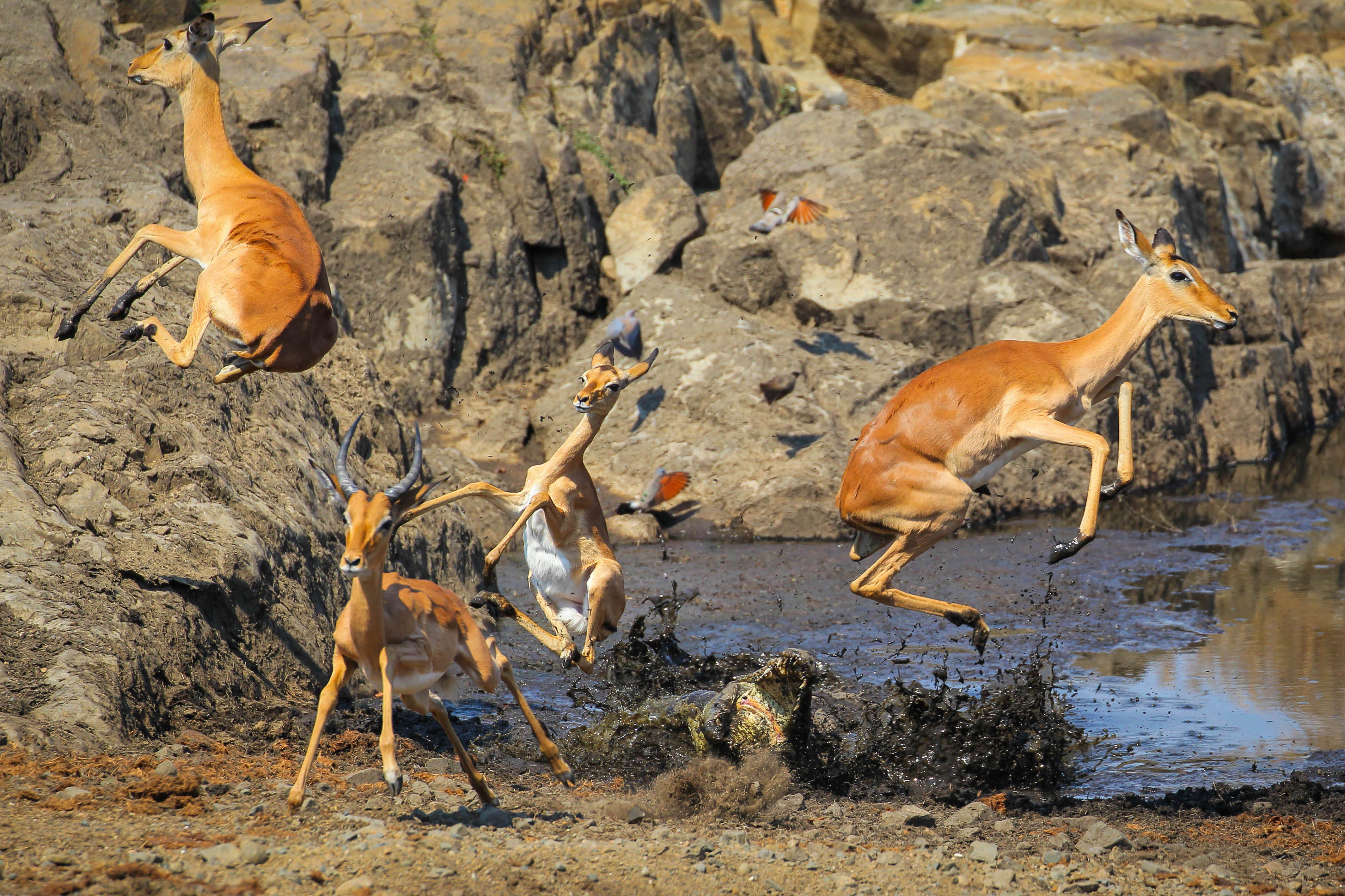 Движение первых дикая природа. Крюгер парк антилоп Импала. Дикая природа. Лучшие снимки дикой природы. Лучшие фотографии дикой природы.