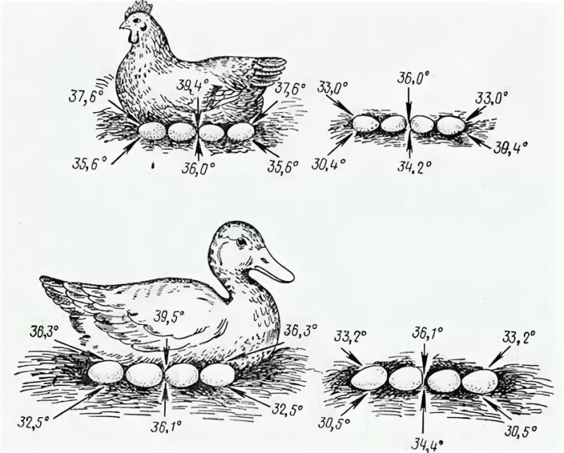 Сколько яиц можно под индоутку. Этапы развития инкубационного яйца утки. Схема развития утки. Температура тела курицы наседки при высиживании яиц. Этапы развития утки.
