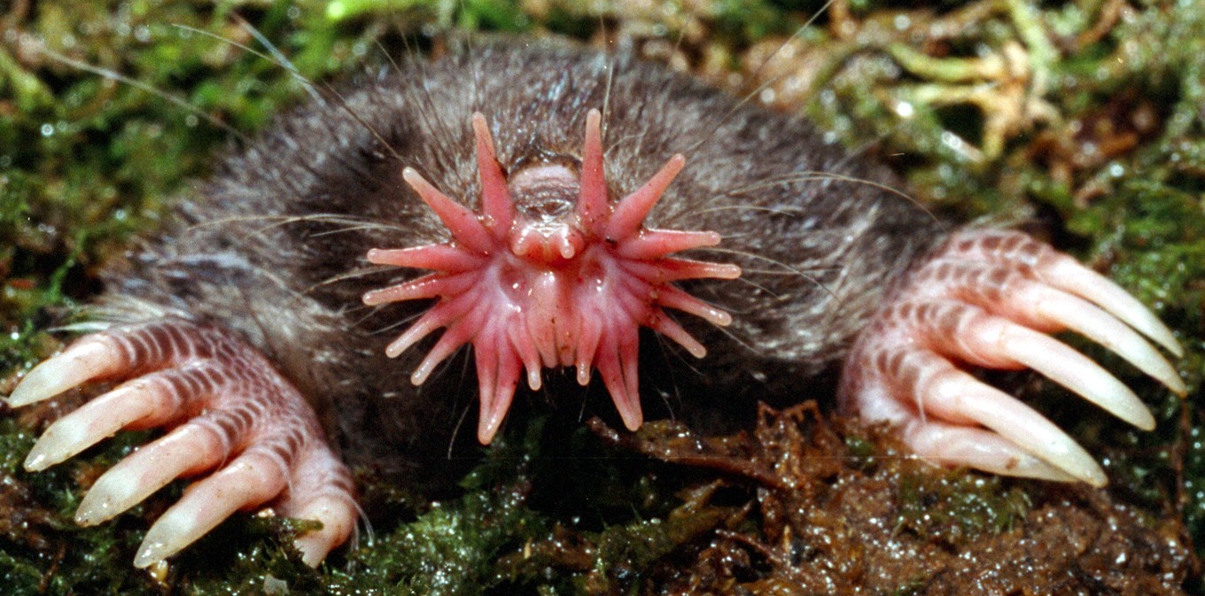 https://slafee.wordpress.com/wp-content/uploads/2010/01/star-nosed-mole4.jpg