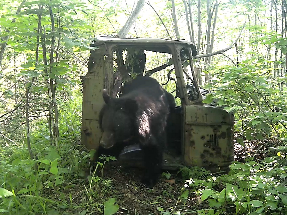https://primgazeta.ru/search_resorces/images/19/09/13/Medved-avtolyubitel%2C-skrinshot-s-video-Zemli-leoparda.jpg