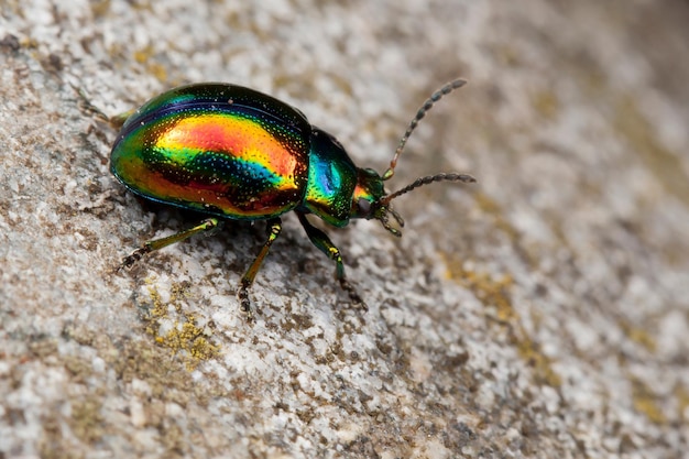 https://img.freepik.com/premium-photo/chrysolina-fastuosa-green-shiny-beetle-walks-rock_457440-307.jpg