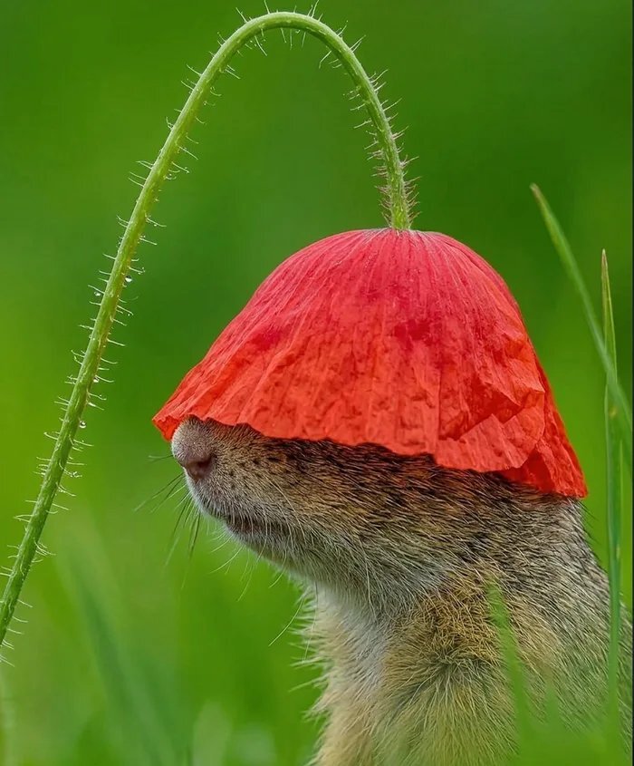 https://cs20.pikabu.ru/s/2026/06/28/08/mfwsocie.jpg