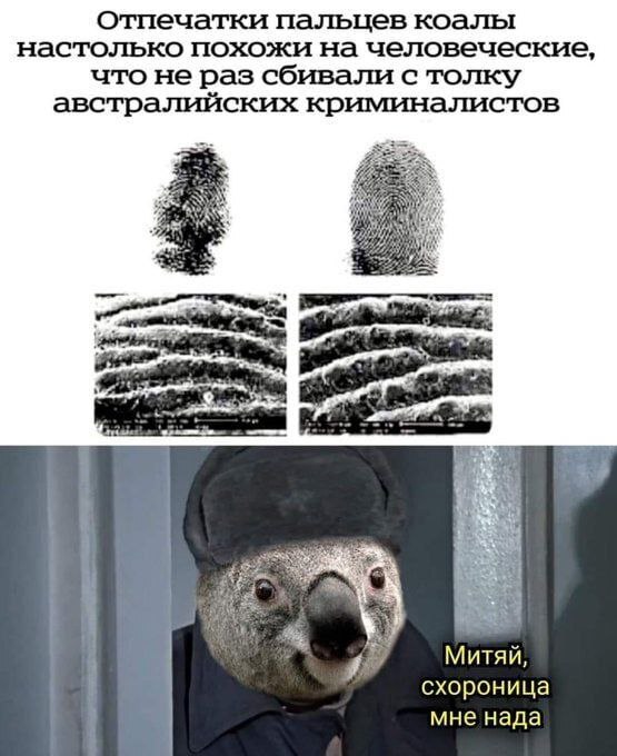 https://cs15.pikabu.ru/post_img/2024/11/23/7/1732357152168186794.jpg